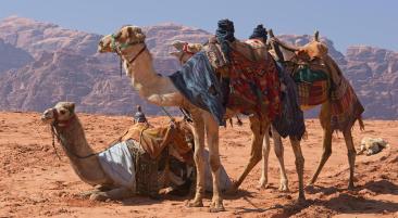 Wadi Rum - Kamelreiten