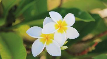 Frangipani