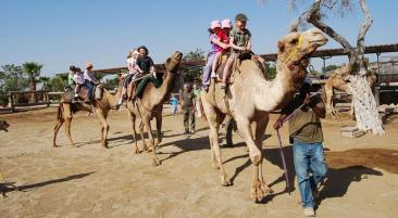 Camel Park